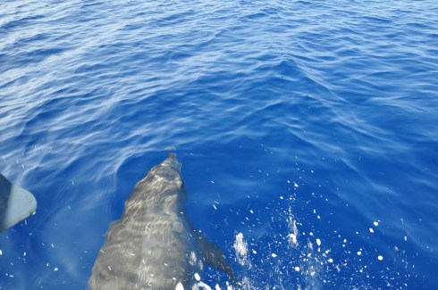 bottle nose rides the bow wave