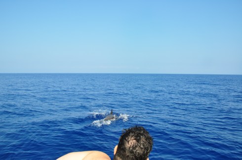 bottlenose - zoom in from the port side