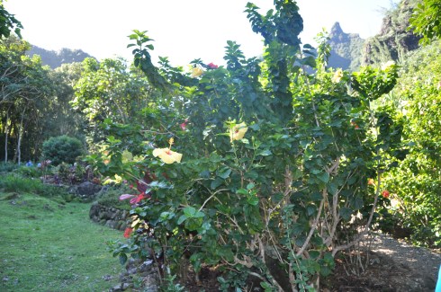 garden 1.JPG
