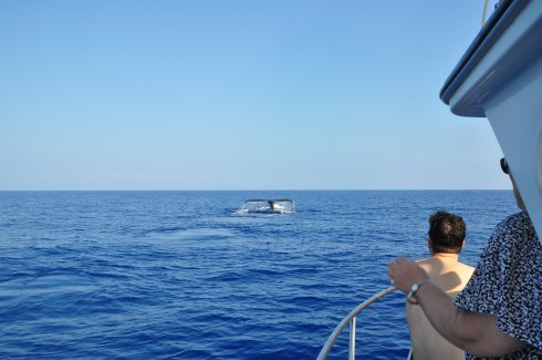 whale tail 1